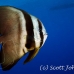 batfish_longfin_lk_h_0705_png1205.jpg